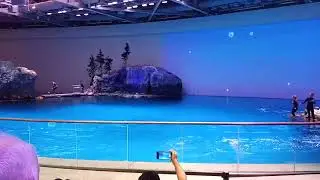 Dolphin Show