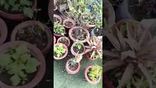 Terrace garden main flowers aur vegetables sab laga hai # t garden # vegetables
