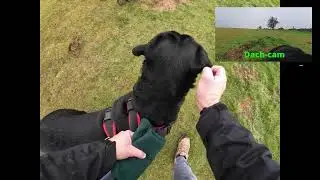 Would you have done the same? Did we over-react? #rottie #dachshund #dog #pets #rottweiler 