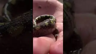 Spotted salamander ￼