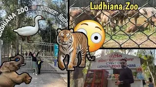 Ludhiana Zoo Tiger Safari 😍 || Ludhiana Series - Vlog 4 || Roaming Rovers