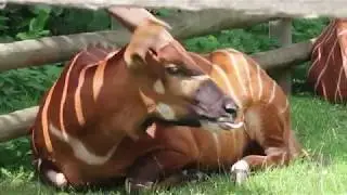 A Trip to Howletts Wild Animal Park in Kent - In 60 Seconds