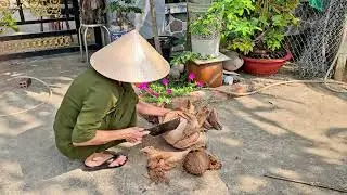 Tiếng bà ngoại lột dừa khô cực chill 2026 😆😆