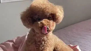 금돌이는 사람 말을 알아들을 수 있을까?