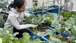 24.Thu hoạch bắp cải, rau cải ba miền, làm đất ủ đất để bón cho cây 
