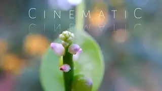 Cinematic Nature Video 51 | Cinematic | B roll | Fluttering Leaves
