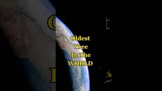 OLDEST TREE IN THE WORLD