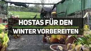 Hostas für den Winter vorbereiten