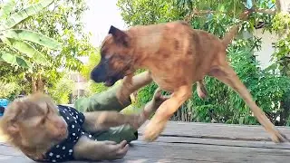 HILARIOUS SokYaa vs Tiger Play Session | Most ENTERTAINING Animal Video