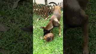 Our Malinois. Coconut got Charlie mad.Наш Малинуа.Кокос разозлил Чарли