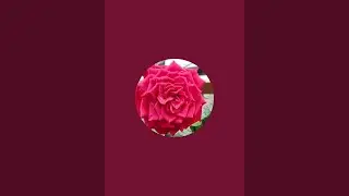 Reshma Reshu vlogs  is live!