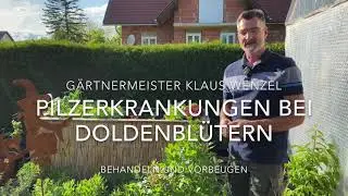 Blattflecken bei Liebst&ouml;ckel, Petersilie und Sellerie.