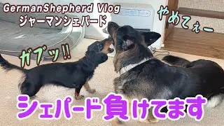 シェパードがダックスフンドにやられ放題😂大型犬と小型犬のわちゃわちゃで癒される💕【ジャーマンシェパード】
