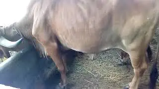 Shree Dev Gir and Desi cows farm in Rajasthan(3)