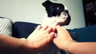 How to make a dog sleep | Boston terrier SUPER HIRO