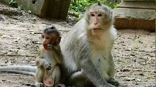 Baby monkey of Amber troops visit all abandoned monkey Sovana troops | Baby monkey