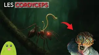 Ce champignon peut-il nous transformer en ZOMBIE ? #thelastofus