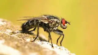 Amazing Insects Video for Kids 🐞 | Learn Insects Names & Facts in 4K #InsectsVideo #KidsInsects