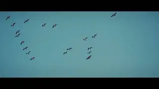 The Snow Geese at Middle Creek