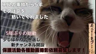 猫のモツと別れて5年　別れはいつか来る！　保護活動家の依頼募集します！