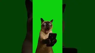 Shocked cat looking at phone | Meme Green Screen #greenscreen #cat #memetemplate #shorts #catmeme