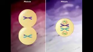Comparison of Mitosis and Meiosis