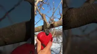 Agricultural Tools Gardening Tools Tree Pruners #shorts