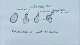 budding in yeast