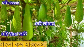অবশেষে আছকে অনেক বড় বড় মটকি লাউ হারভেস্ট করছি Harvesting Big Lau SHOKHER BAGAN UK 2025 