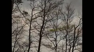 Watch a single leaf survive fall, winter, and bloom back into spring&hellip; in just seconds 🌍⏳&rdquo;