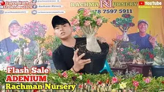 🔴 Live Flash Sale Adenium Bunga Tumpuk dan Karakter (12 Oktober 2024)#rachmannursery #adenium
