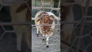 Sheep eats stick 😋 #sheep #music #smartgaudget #undertale #bome #funny #shorts #sans #megalovania :D