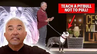 This Pitbull Loves To Pull On His Leash! | Live Dog Demos
