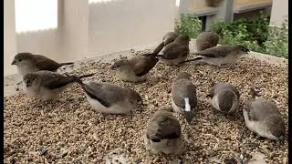 Indian Silverbill | Muniya | Feel da FEEL