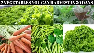 Harvest these 7 fast-growing vegetables in just 30 days