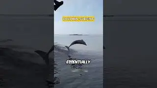 Dolphin Surfing #viral #english #facts#explaination #thomasstudio