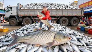 Farmers Harvest Tons of Big Fish by Pulling Nets | Truck Loads Head to Market