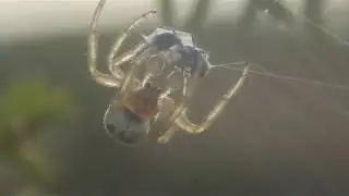Arañas