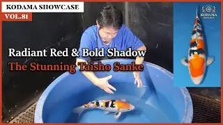 Kodama Showcase Vol. 81 Taisho Sanke