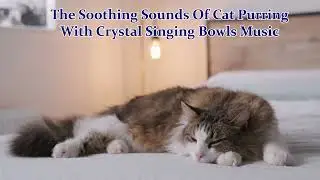 Crystal Sound Bath Music With Healing Cat Purring #meditation #soundhealing #wellness #cat #catlover