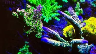 Akwarium morskie Red sea 170. Ati Straton-blue light. Full Aquaforest.
