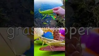 Learn Bug Insect Names for Babies Kids at the Pond: Ladybug Slug Grasshopper #SpringOnYouTube
