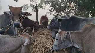 After Eating, Cows Resting in Warm Sunshine | Rural Life
