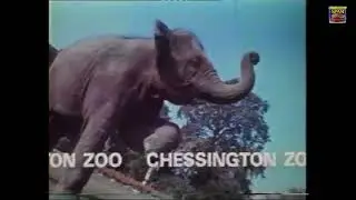 Chessington Chessington Chessington Zoo