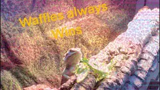 &ldquo;Waffles always wins&rdquo; Official music video (thanks to @RubytheBeardedDragon )