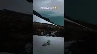 There are 2 kinds of dogs in wintertime 😂 Try not to laugh!! #funnydog #snow #winter #dog #funny