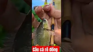 C&acirc;u c&aacute; r&ocirc; đồng