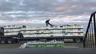 Loading A Semi With Bees
