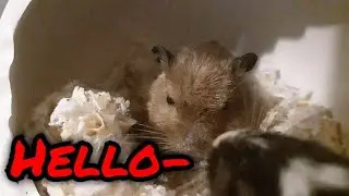 My black gerbil entered the frame