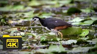WHITE-BREASTED WATERHEN | BIRDS OF BORNEO | YCLEE PHOTOGRAPHY